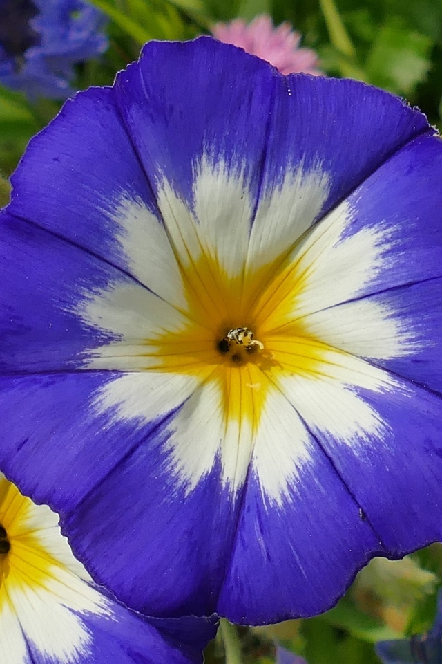 Два крупных цветка ипомеи