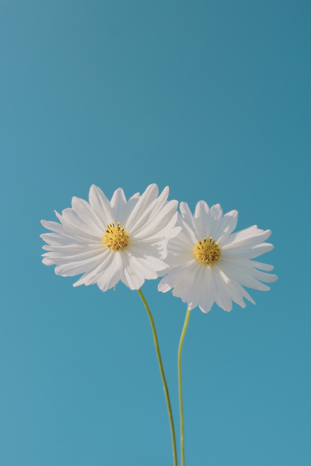 Два белых цветка космеи на голубом фоне