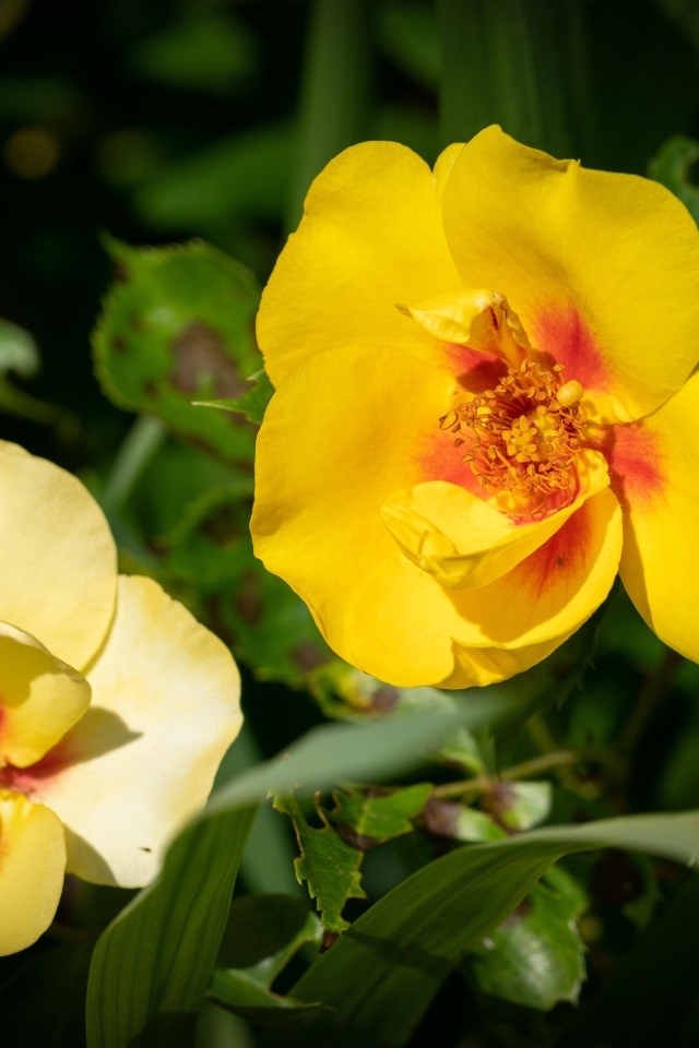 Две желтые парковые розы крупным планом