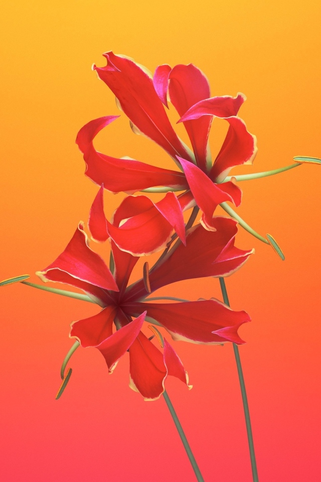 Необычные красные цветы лилии 