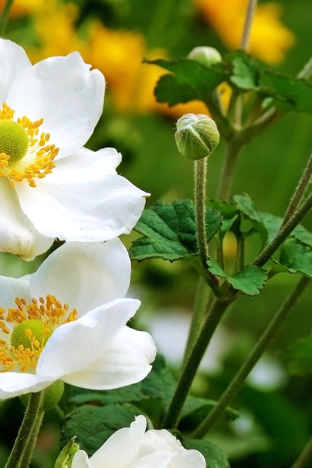 Белые цветы анемоны с бутонами крупным планом