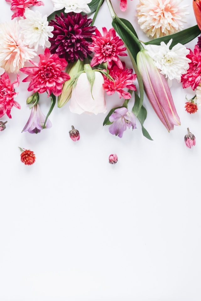 Белый фон со свежими разноцветными цветами