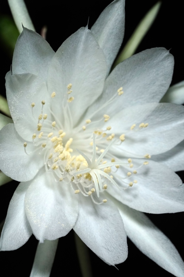 Белый цветок кактуса на черном фоне