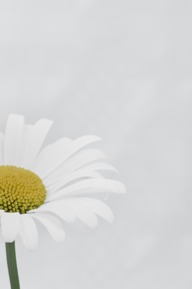 Белая ромашка с желтой серединкой на сером фоне