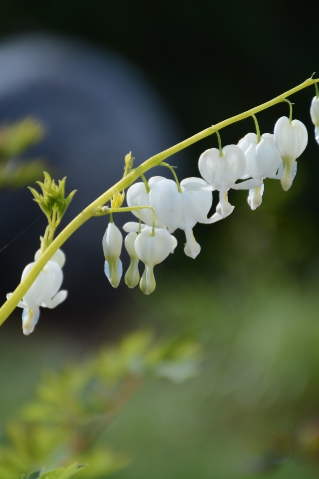 Белые нежные цветы фуксии 
