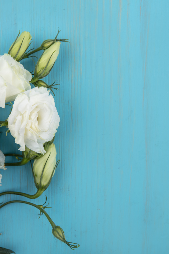 Белые цветы эустома с бутонами на голубом фоне