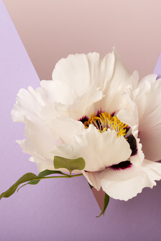 Белый цветок на фиолетовом фоне