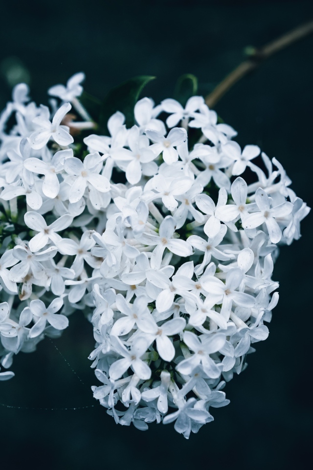 Белые цветы сирени крупным планом