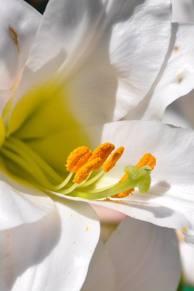 Белые лилии с желтой серединой