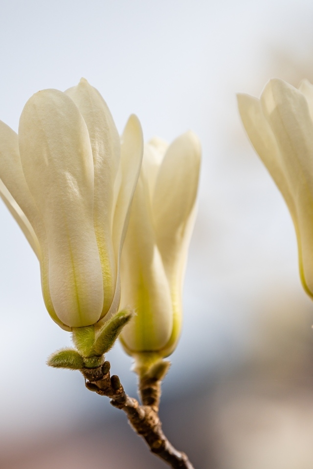 Белые цветы магнолии на ветках крупным планом
