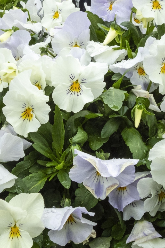 Белые цветы анютины глазки крупным планом