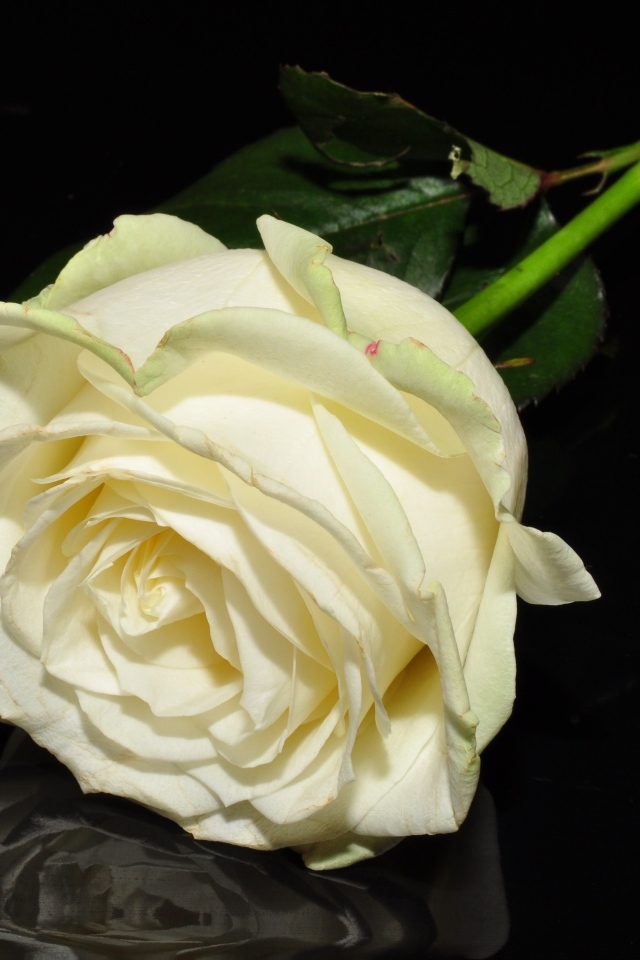 Белая роза отражается в черной поверхности 