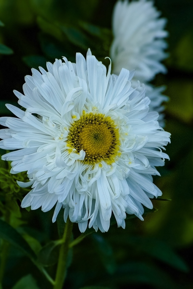 Белый летний цветок астра на клумбе