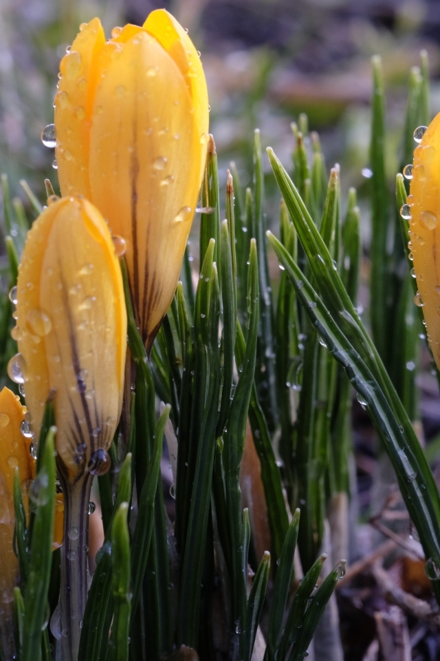 Желтые цветы крокуса распускаются на клумбе под дождем