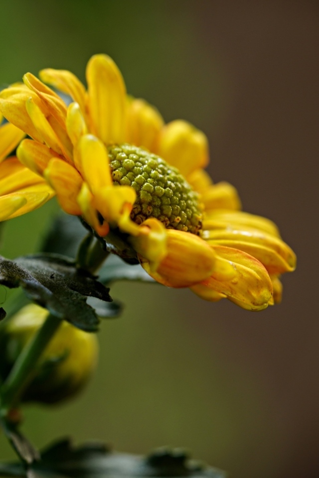 Желтые ромашковидные хризантемы с бутонами