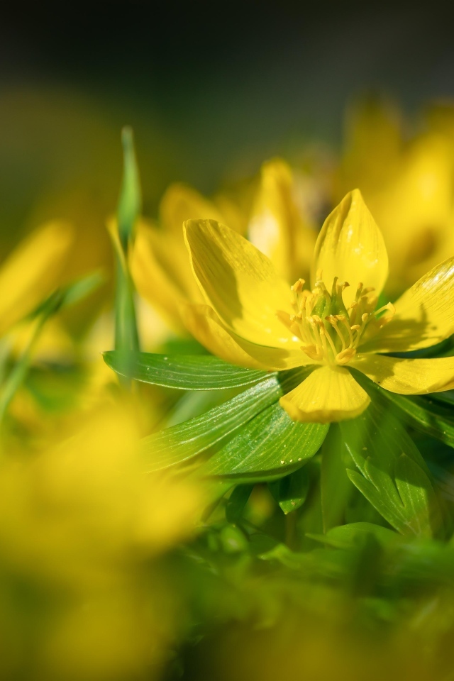 Желтые полевые лютики 