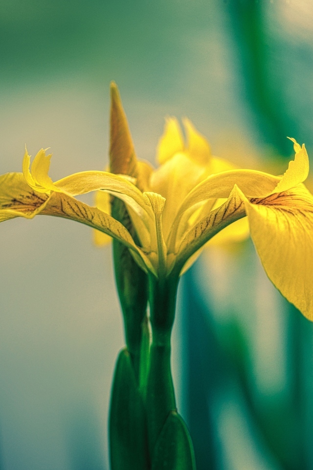 Желтый цветок ириса крупным планом