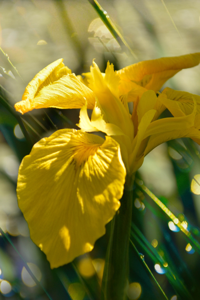 Желтый цветок ириса под дождем