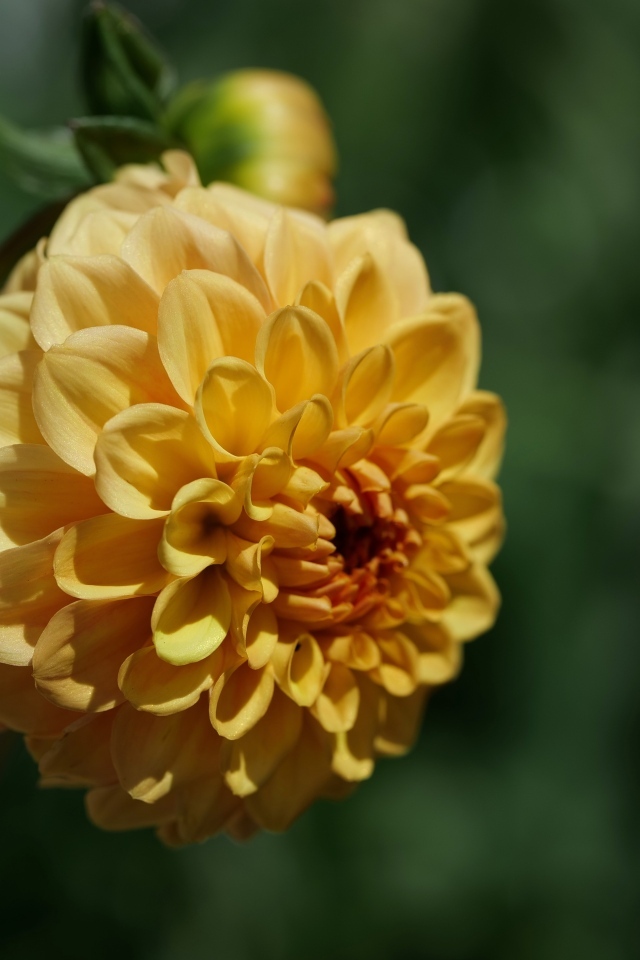 Желтый крупный цветок георгин вблизи