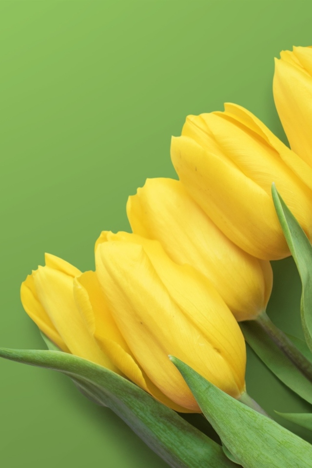 Желтые весенние тюльпаны на зеленом фоне