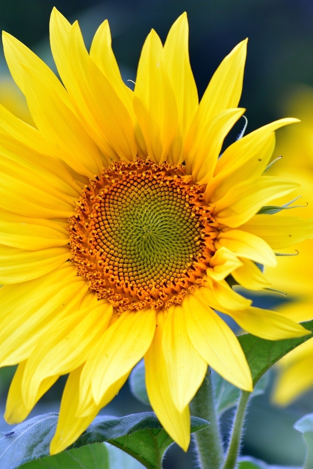 Желтые подсолнухи крупным планом