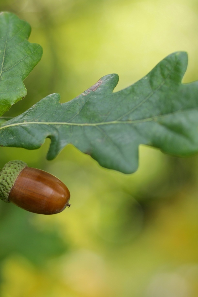 Желудь с зелеными листьями на ветке