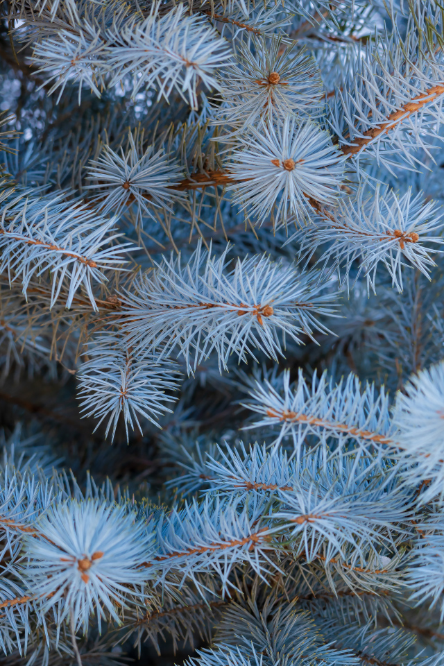 Ветки голубой ели крупным планом