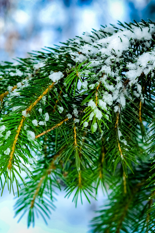Зеленая ветка ели в снегу