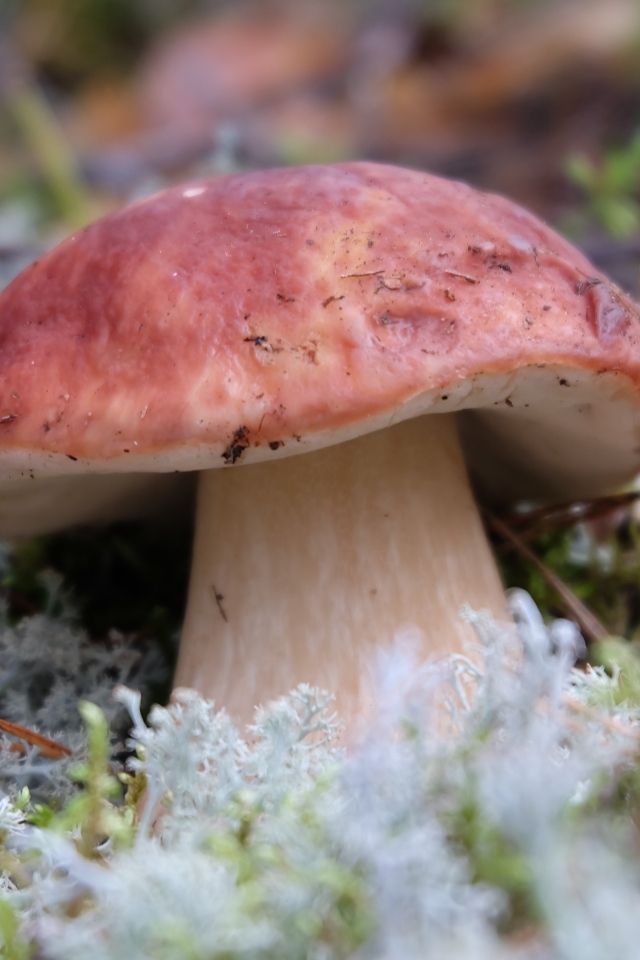 Большой гриб боровик во мху