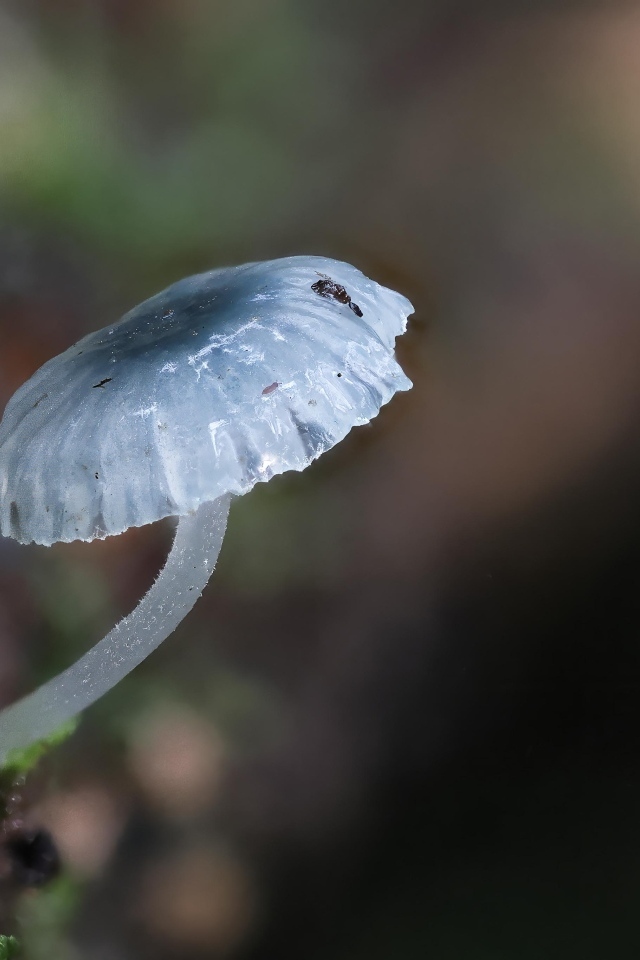 Маленькая голубая поганка на дереве 