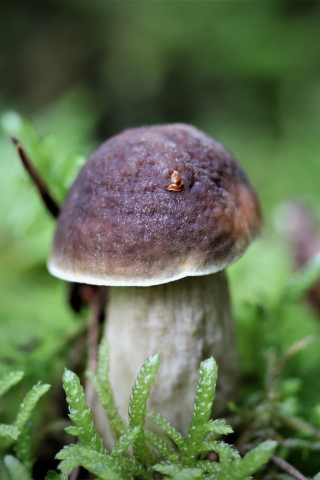 Маленький гриб в зеленом мху