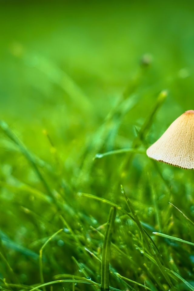 Гриб поганка в зеленой траве