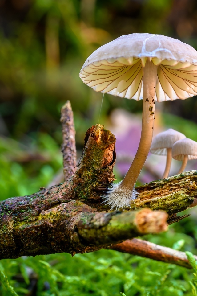 Грибы поганки на гнилой ветке