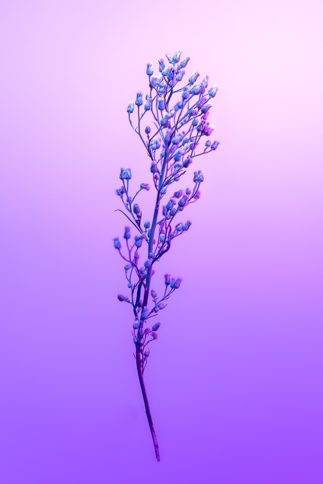 Ветка полевого растения на фиолетовом фоне
