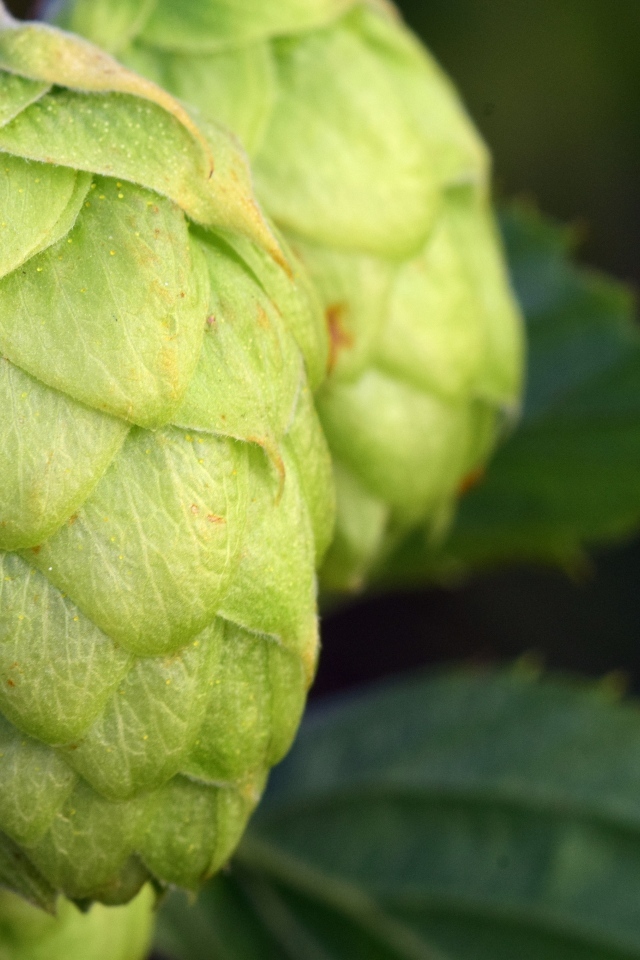 Зеленые ароматные шишки хмеля крупным планом