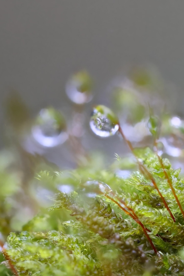 Мох в каплях росы крупным планом