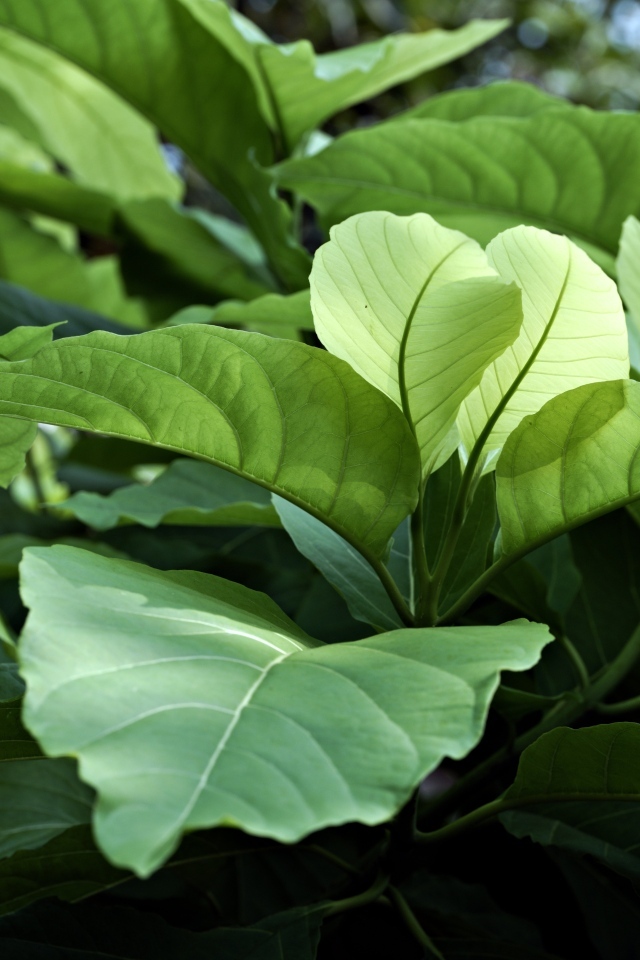 Растение с большими зелеными листьями 
