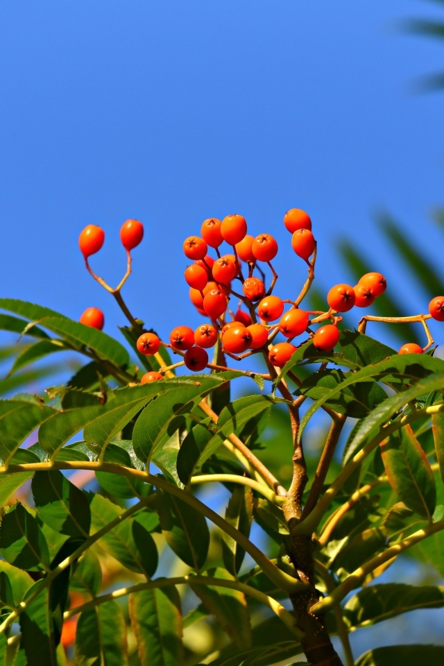 Красные ягоды рябины в зеленых листьях