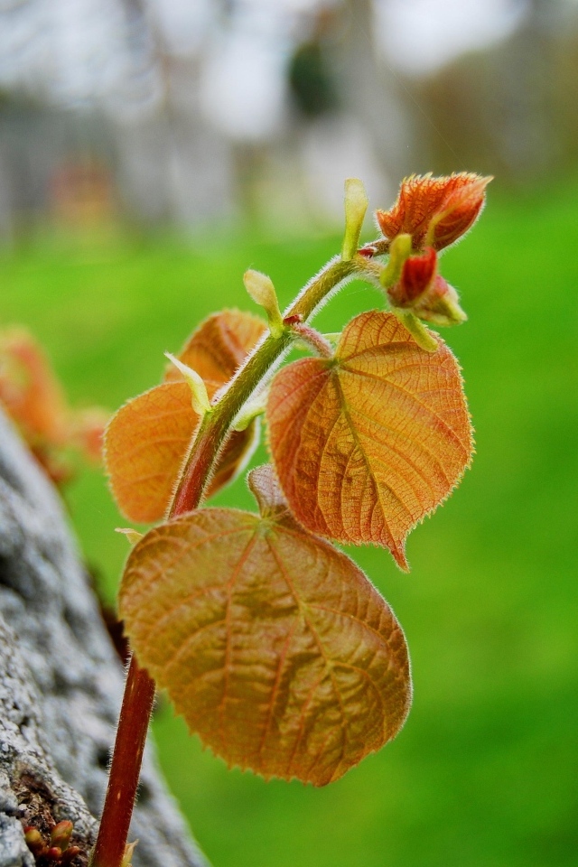 Молодая веточка с листьями на дереве