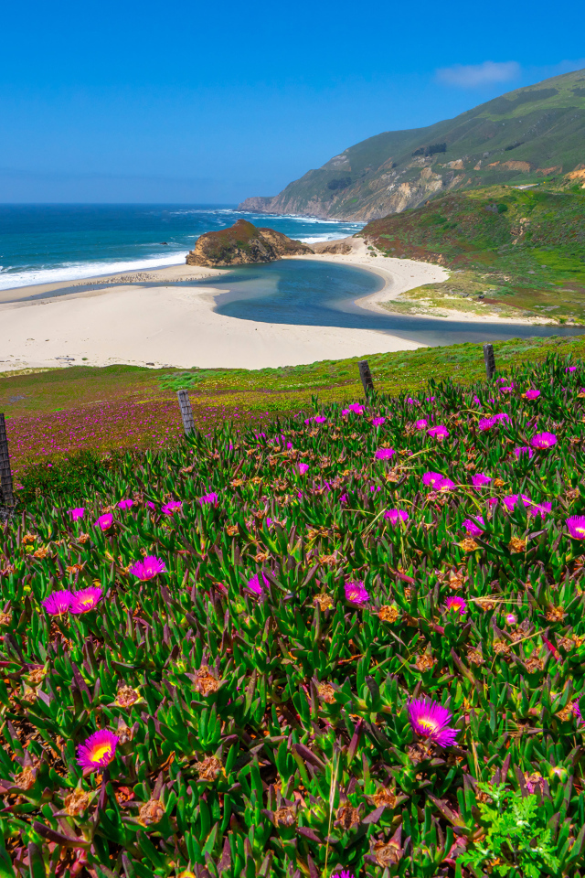 Розовые цветы на холме у океана 