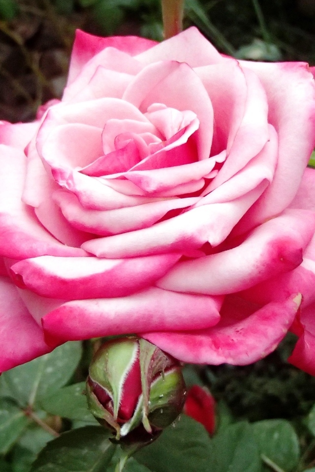 Крупная розовая роза на клумбе вблизи