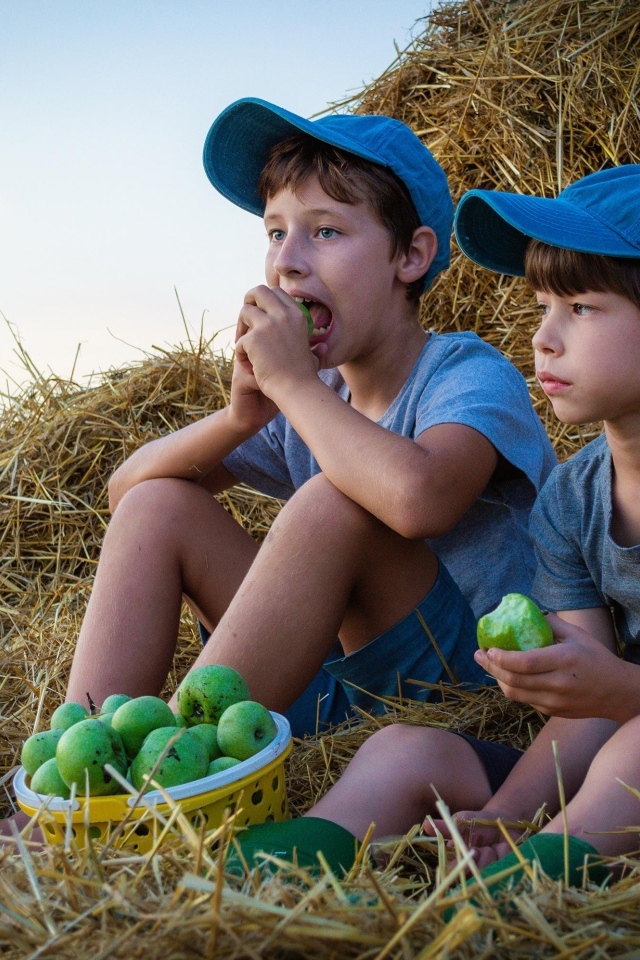 Два маленьких мальчика с зелеными яблоками у стога сена