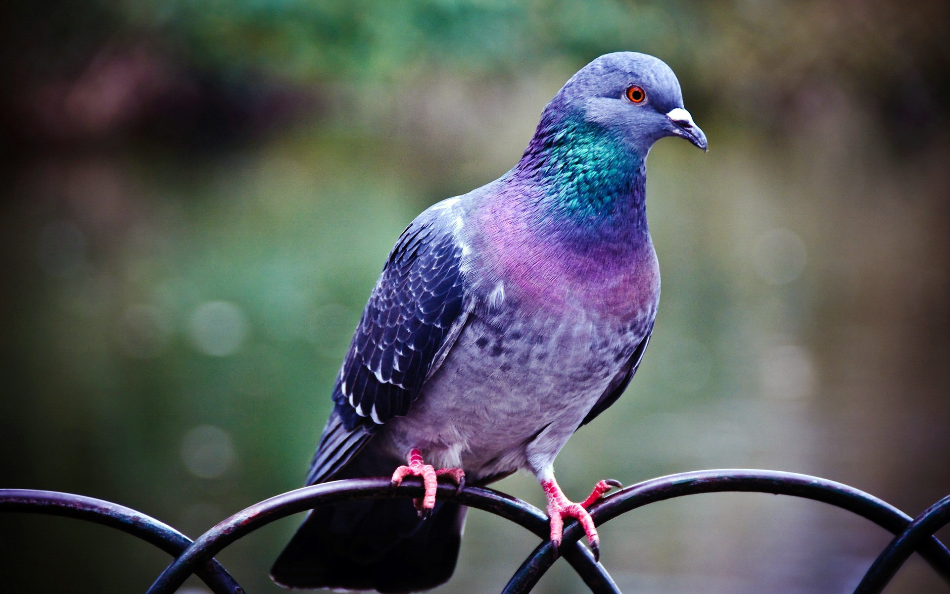 Free Images : bird, wing, wildlife, beak, fauna, birds, animals, vertebrate, pig