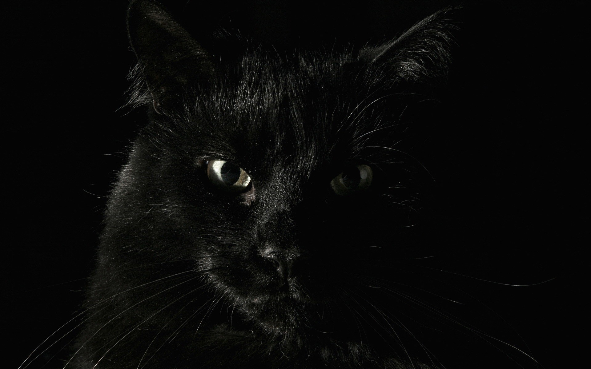 black cat in the dark