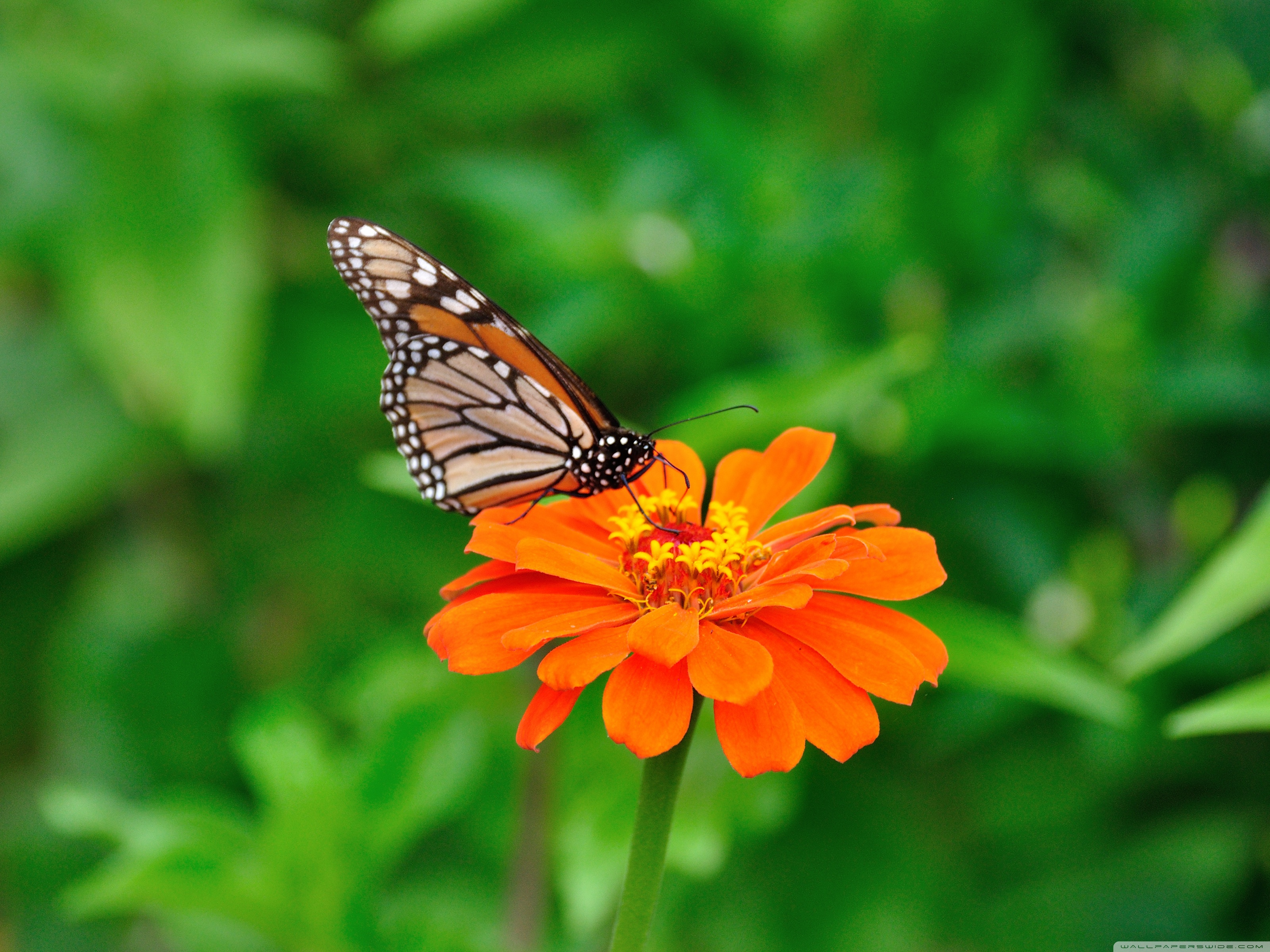 Обои на стол бабочки. Бабочки в цветах. Бабочка на цветке. Оранжевая бабочка. Бабочки картинки красивые.