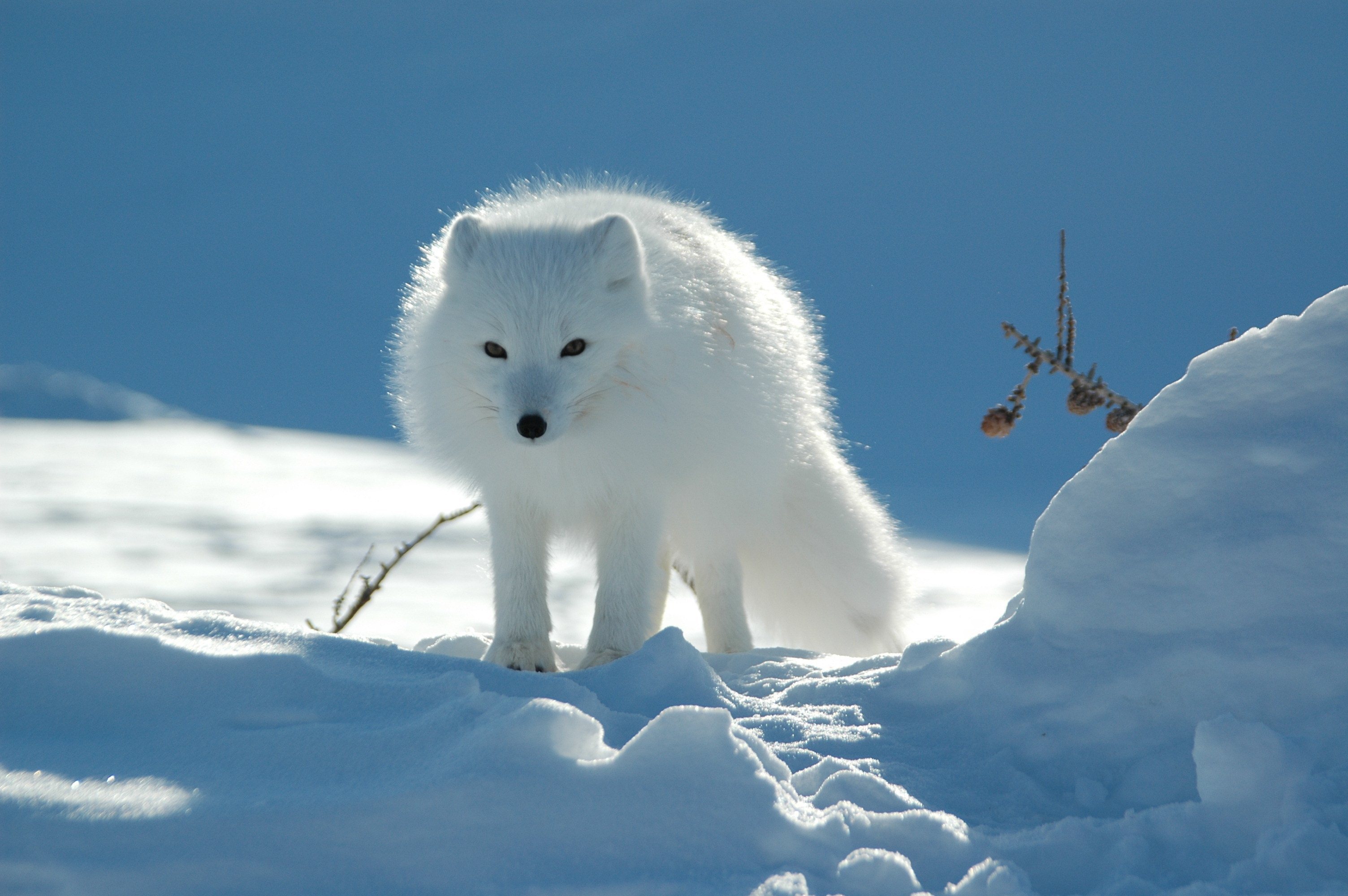 Песец в тайге или тундре. Песец Полярная лиса. Арктический песец. Животные Арктики Полярная лисица (песец). Песец в Арктике.