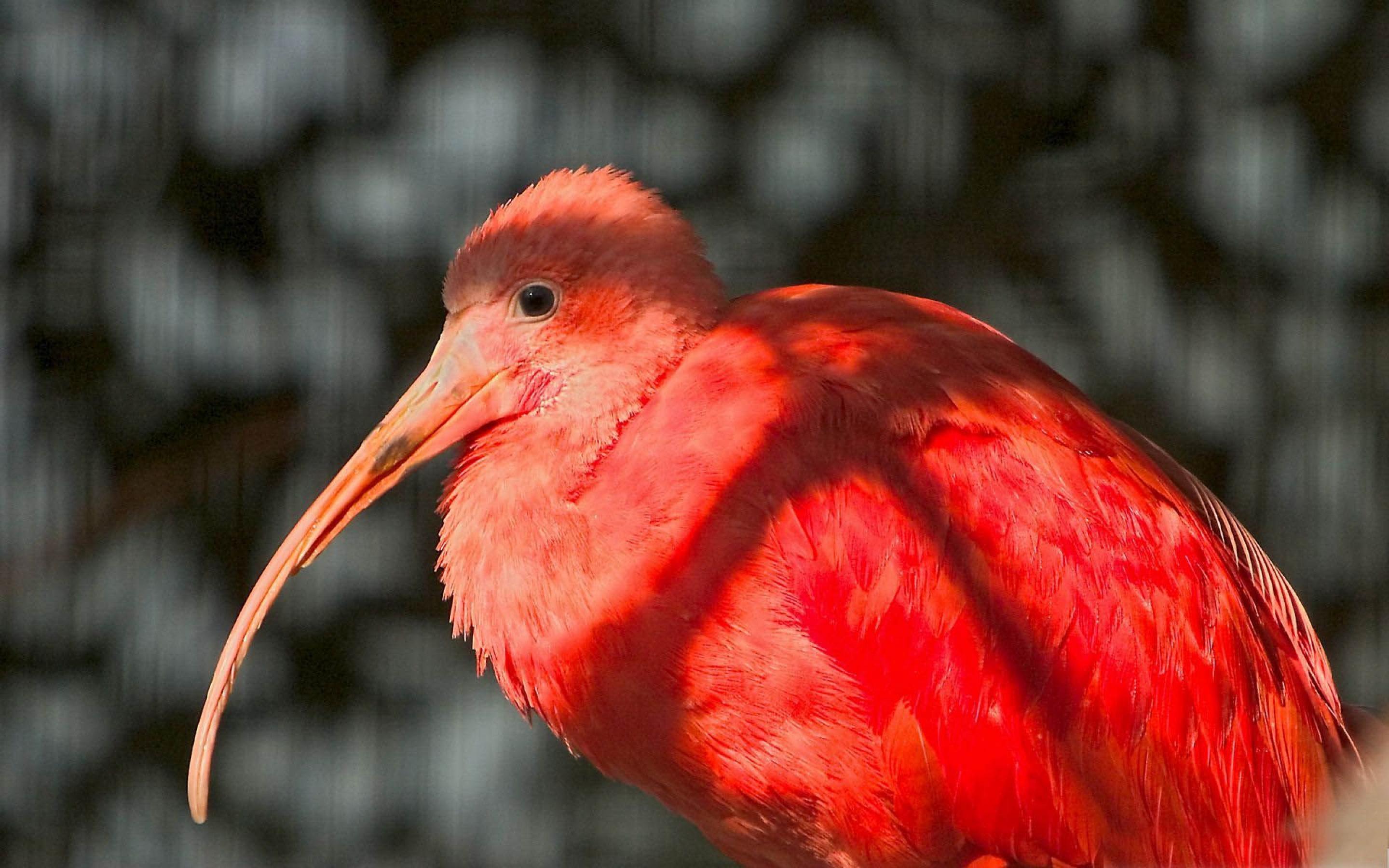 Bird животное. Алый Ибис. Красный Ибис птица. Красный Ибис Южная Америка. Пигарь птица.