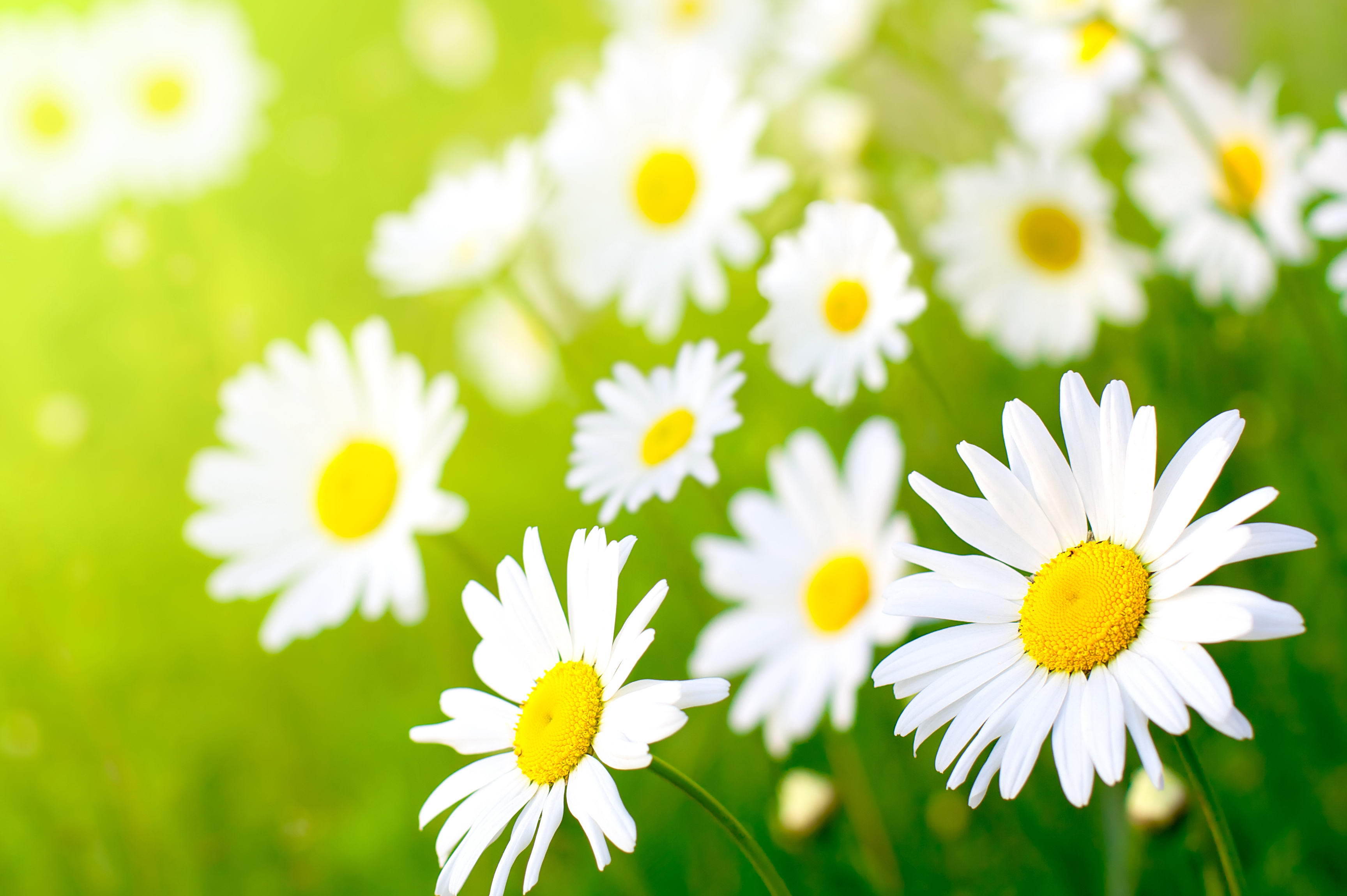 http://www.zastavki.com/pictures/originals/2012/Nature_Flowers_Field_chamomile_035661_.jpg