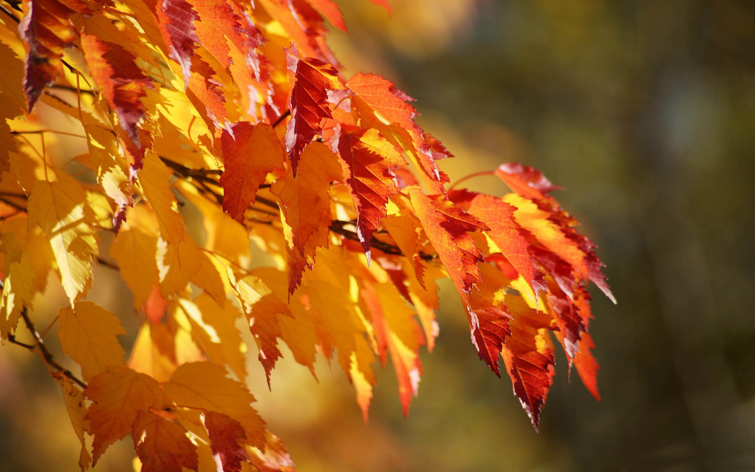 Лист осенний золотист. Осень. Красивая осень. Осенняя листва. Красивые осенние листья.