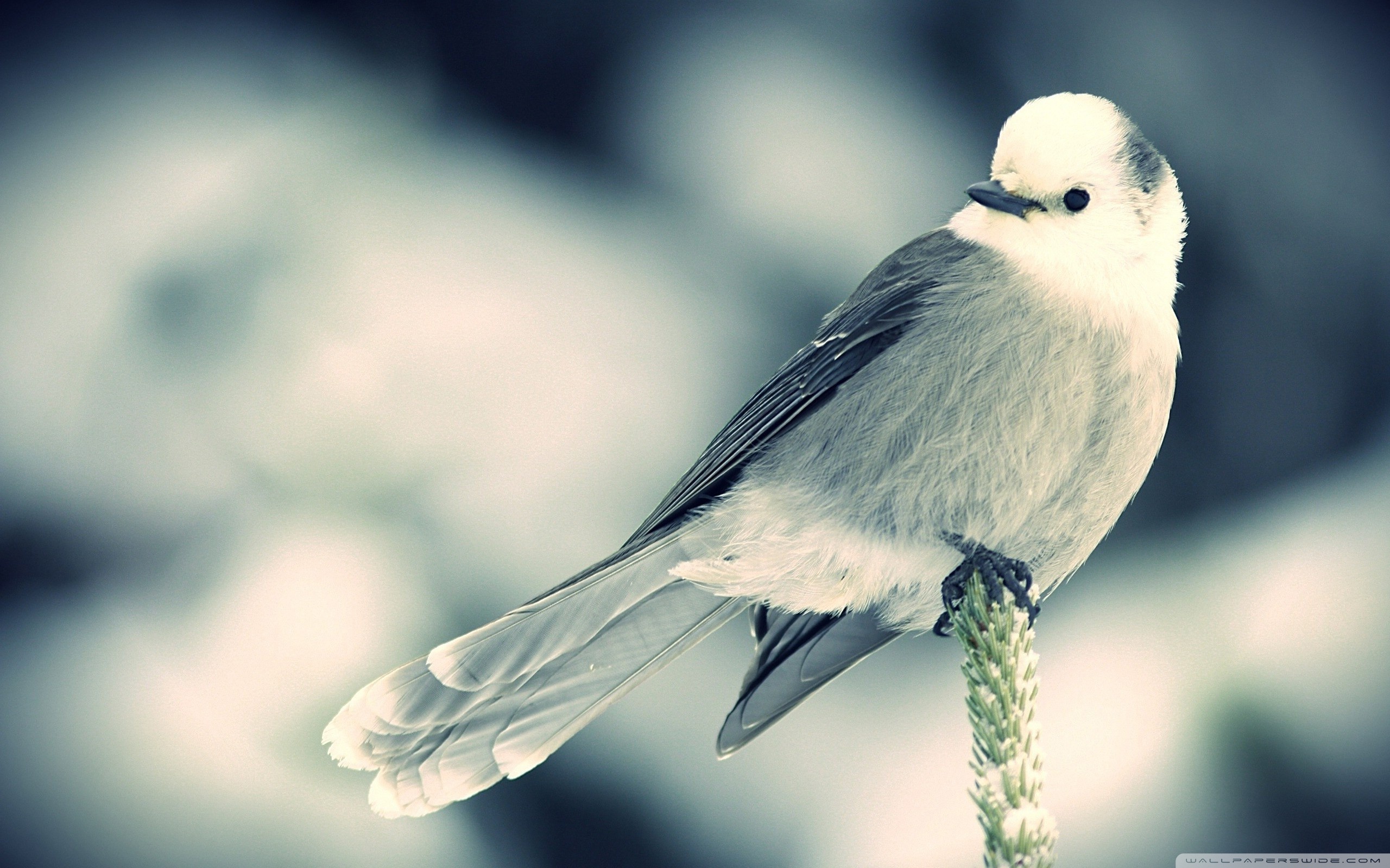 Птица гудит. Красивые птицы. Птицы картинки. Маленькая птичка. Белая птица.